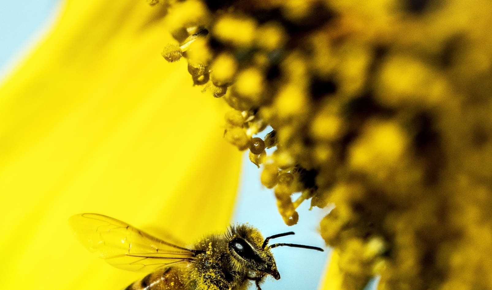 A close-up of a bee covered in pollen on a sunflower.