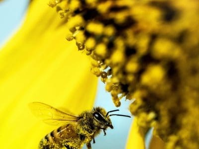 A close-up of a bee covered in pollen on a sunflower.