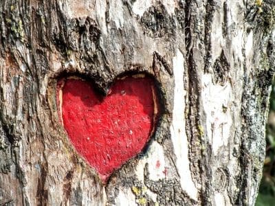 A deep red heart is carved into the rough bark of a tree.